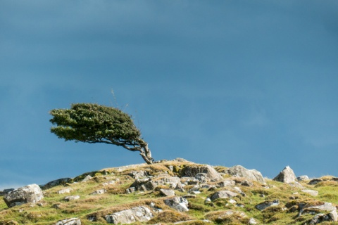 resilienz symbolbild